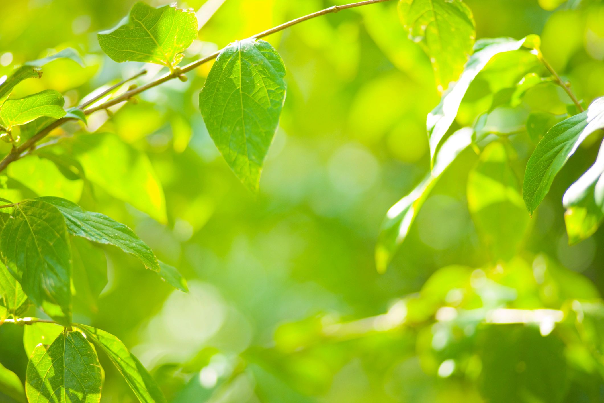 Soft green leaves with sunlight bokeh