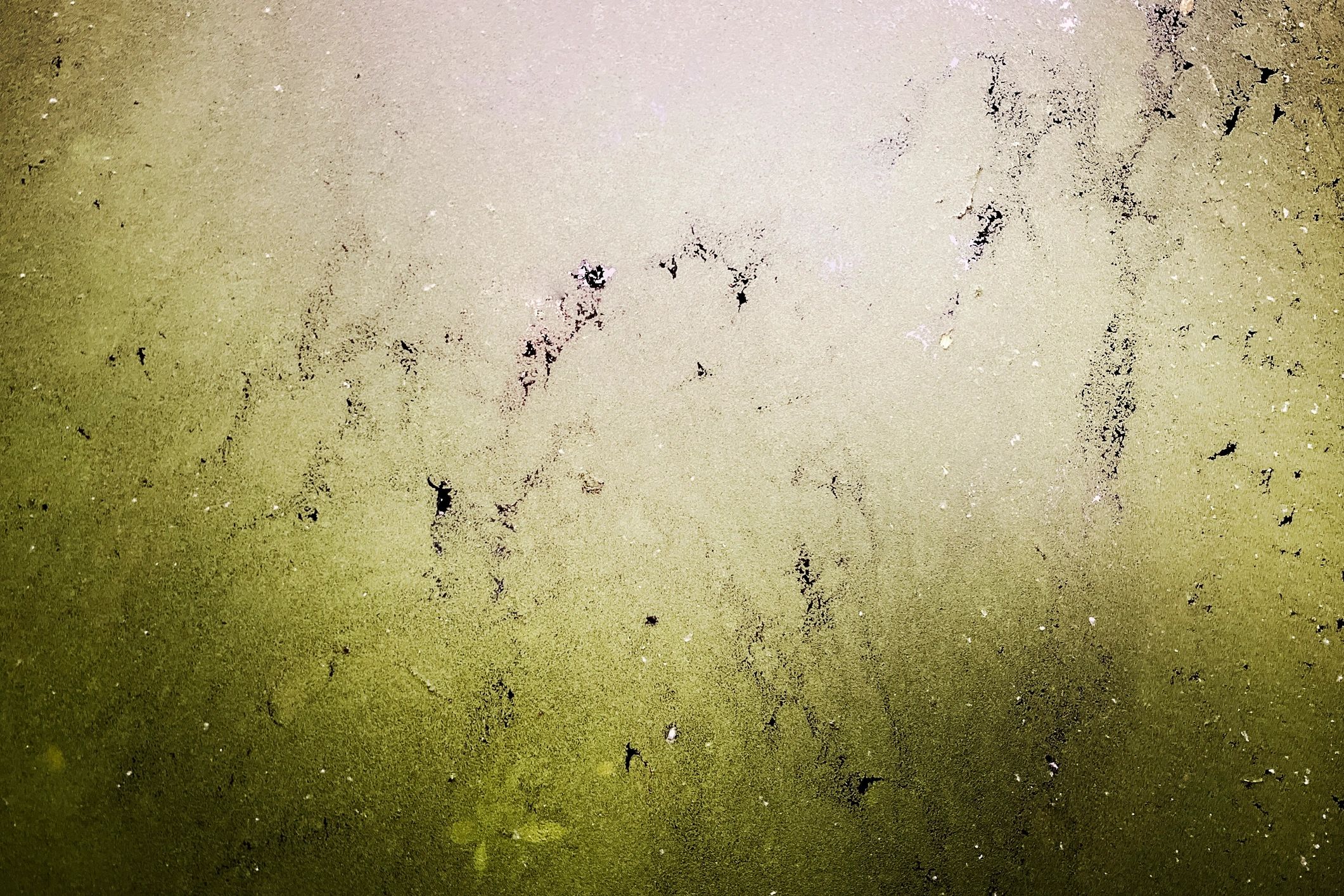 Peaceful natural texture with moss on still water