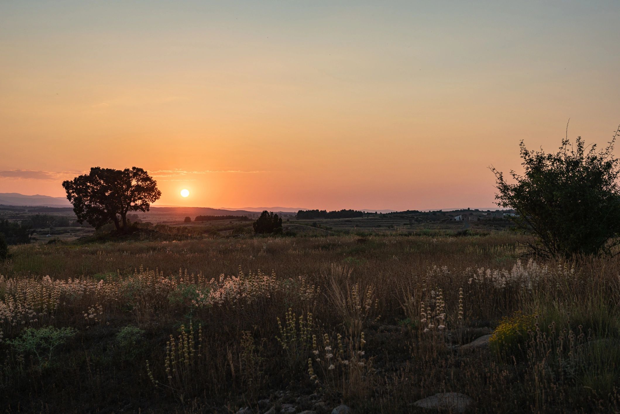 Peaceful field at sunset symbolizing calm and recovery